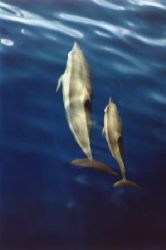 Dauphins aux Maldives. by Philippe Brunner 